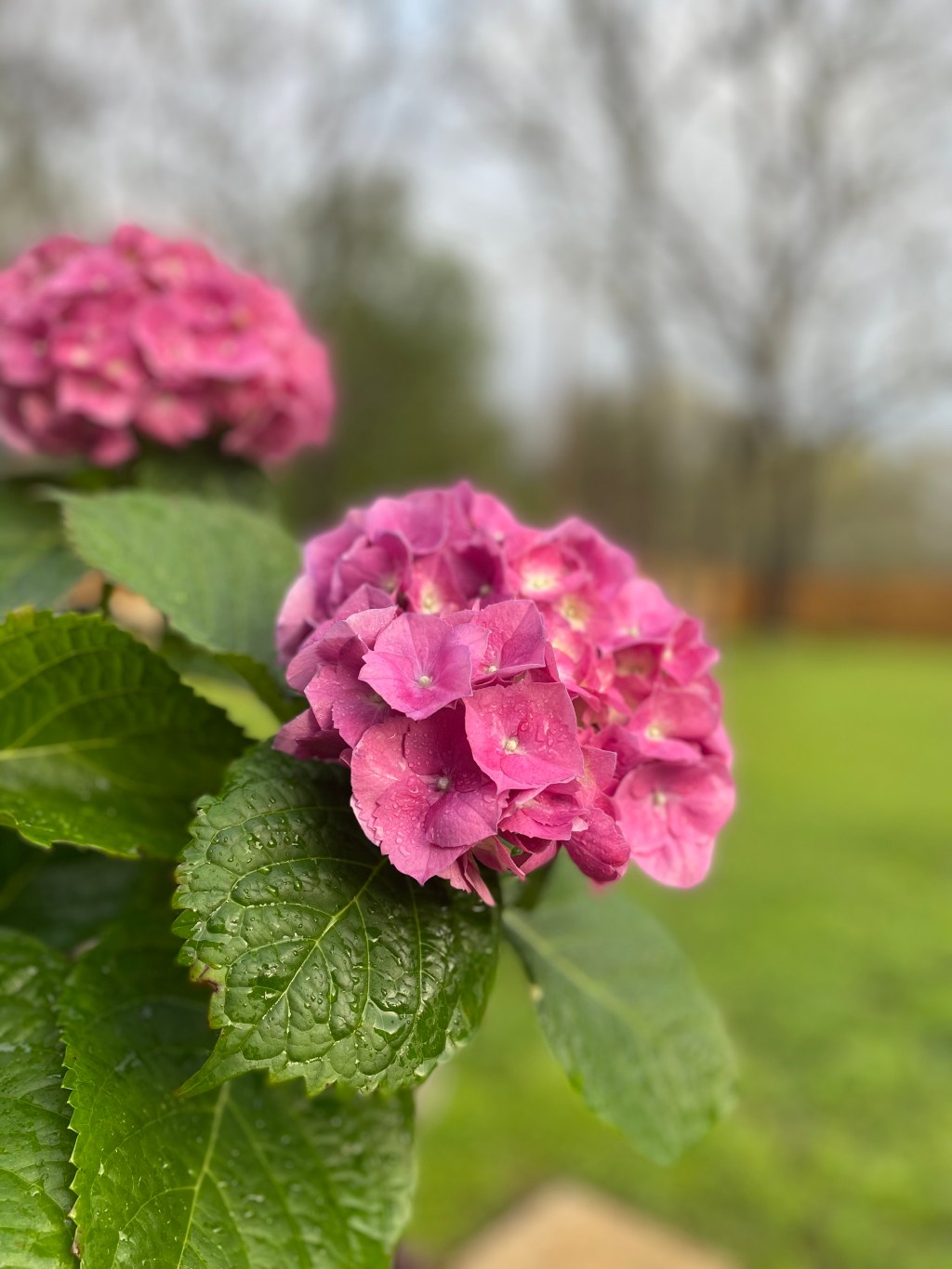 Pruning the Precious